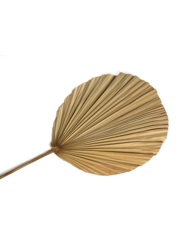 La feuille de Rayung - NaturelBazar Bizar11,90 €