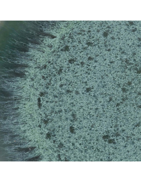 L'assiette de dîner Aqua - Ensemble de 4